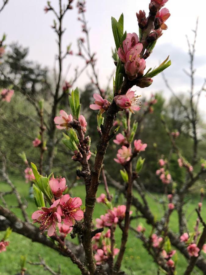 Limbach im Burgenland Sonnenhof 아파트 외부 사진