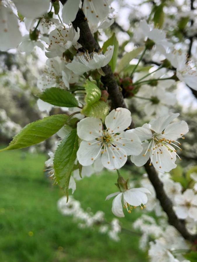 Limbach im Burgenland Sonnenhof 아파트 외부 사진